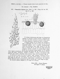 Ramularia cynarae image